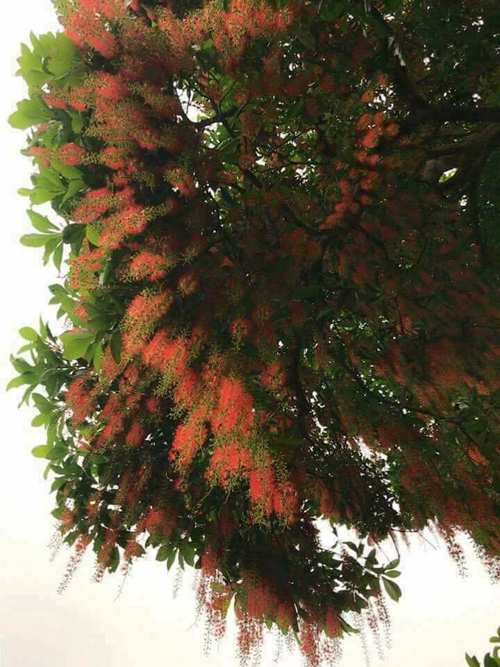 Cây lộc vừng di sản ở Phú Thọ trải thảm hoa đỏ dưới gốc - Ảnh minh hoạ 7