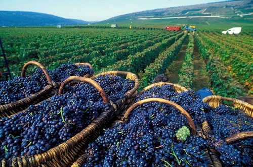 Bordeaux - vùng đất của các loại rượu vang ngon bậc nhất thế giới. 