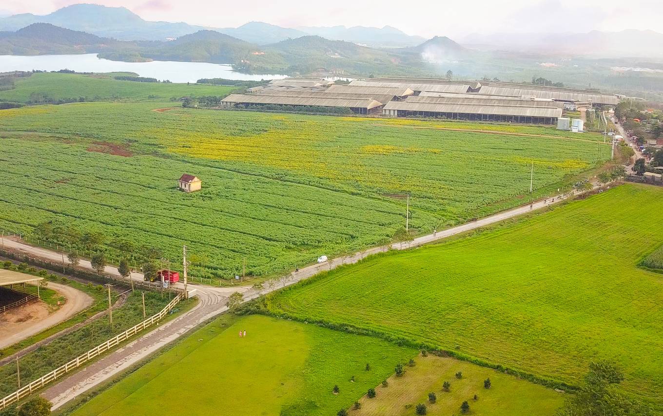 Cánh đồng hoa hướng dương 60 ha ở Nghệ An bung nở - Ảnh minh hoạ 19